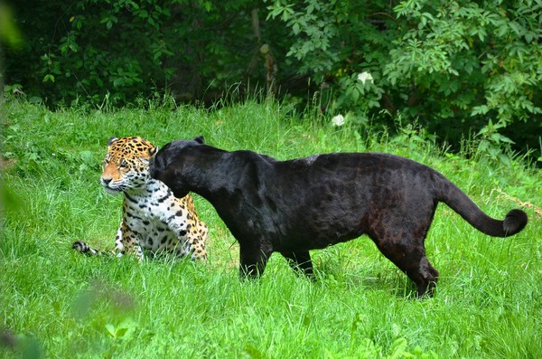 ▲▼黑豹，花豹，Leopard。（圖／取自免費圖庫pixabay）
