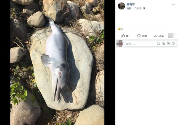 台灣首例白海豚寶寶陳屍彰化芳苑海邊。（圖／翻攝自Facebook／陳秉亨）