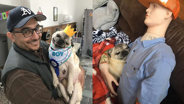 爸爸出門就哭 11歲巴哥犬罹患焦慮症家人出妙招安撫牠 Ettoday寵物雲 Ettoday新聞雲