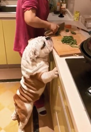 英鬥趴流理台，「千層肥肉」炸出！（圖／翻攝自Instagram用戶「wow.cute.dog」）