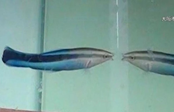 ▲裂唇魚最初會以為鏡子裡的是另一條魚，並作出攻擊動作。(圖／翻攝自網路)            。