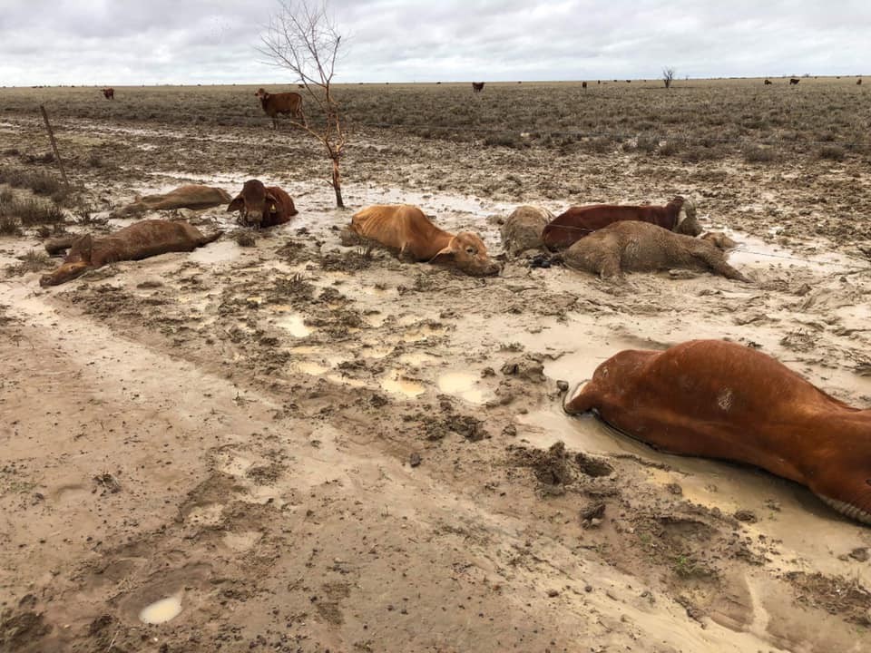 ▲▼澳洲昆士蘭遇暴雨，50萬頭牛遭淹死。（圖／翻攝自Facebook／Rae Stretton）