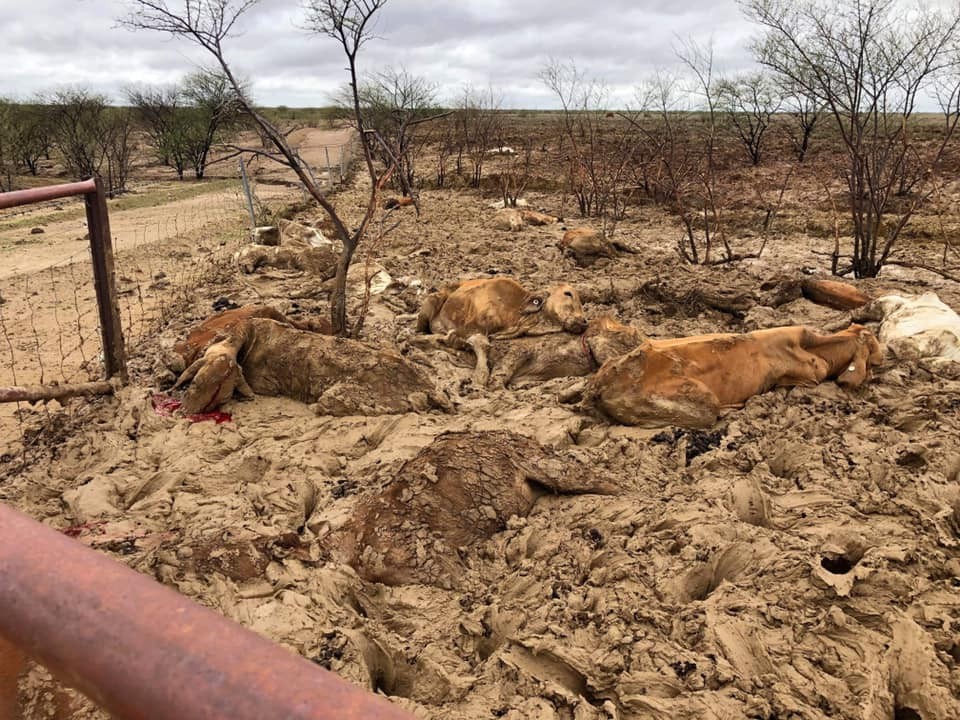 ▲▼澳洲昆士蘭遇暴雨，50萬頭牛遭淹死。（圖／翻攝自Facebook／Rae Stretton）