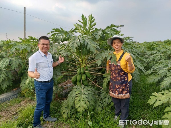 ▲屏東萬丹中原休閒農場　餵羊喝木瓜酵素超療癒▼             。（圖／記者陳崑福翻攝）