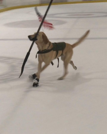 ▲拉布拉多「Benny」是隻會溜冰的才藝狗。（圖／翻攝自Instagram@vegaskingbenny）