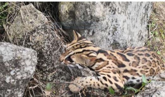 ▲▼鄧姓男子在「快手直播」PO出火燒野生動物豹貓的影片，引發網友關注。（圖／翻攝自大陸網站)