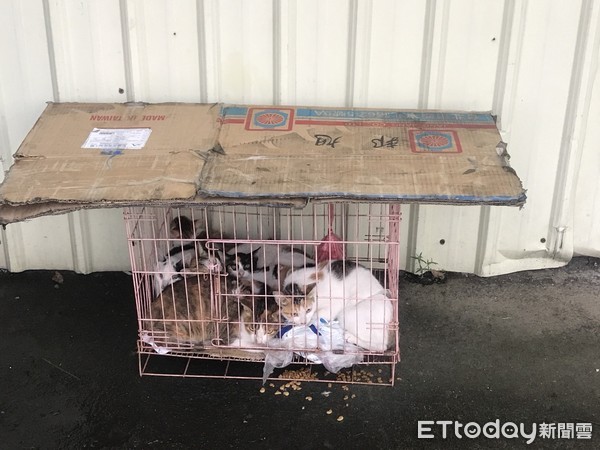 ▲台南市安定區一間工廠，遭到不明人士棄養貓隻到廠區外。（圖／記者林悅翻攝，下同）