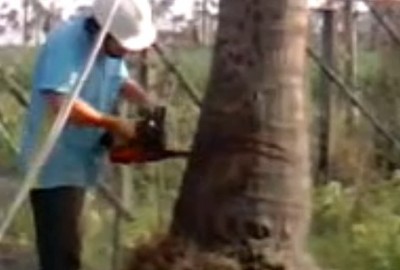 狂砍4千棵路樹? 北市府稱基於公共安全考量:針對造謠已蒐證