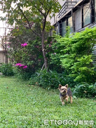 約克夏被誤認成夏克立。（圖／翻攝自）