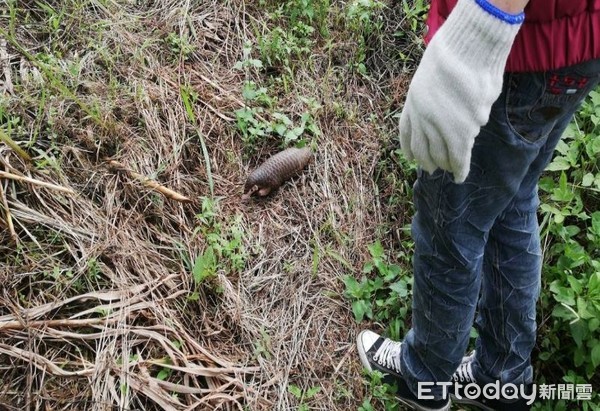 ▲法師巧遇穿山甲！牠嚇到「縮成球」，動保處救援平安野放。（圖／新北市動物保護處提供）