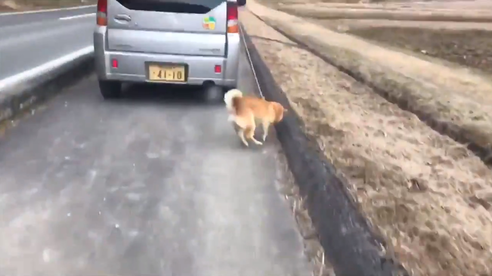 ▲▼惡飼主「開車遛狗」！可憐柴柴遭牽繩勒頸跑到虛脫。（圖／翻攝自@popularkt）