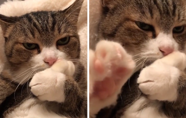 ▲萌貓吸自己的腳超級陶醉。（圖／翻攝自Instagram@mikancanon）