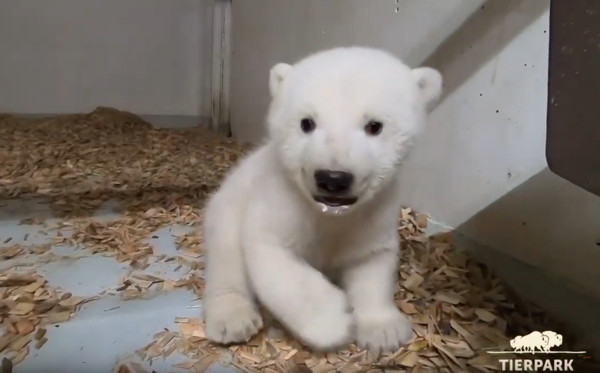 ▲▼柏林動物園的北極熊寶寶。（圖／翻攝自YouTube／Zoo und Tierpark Berlin）