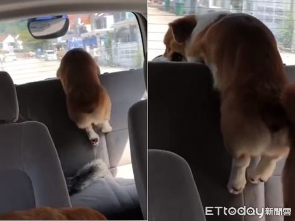 ▲柯基想蹺班卻因短腿卡住失敗。（圖／臉書粉專「Corgi & The Gang Pet Cafe」授權提供）