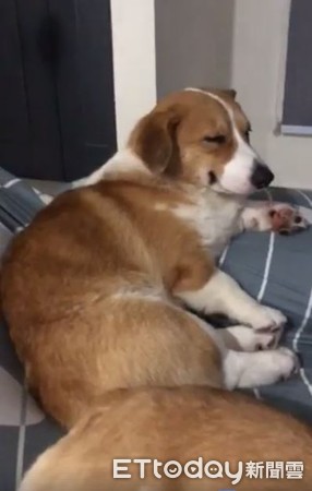 ▲柯基想蹺班卻因短腿卡住失敗。（圖／臉書粉專「Corgi & The Gang Pet Cafe」授權提供）