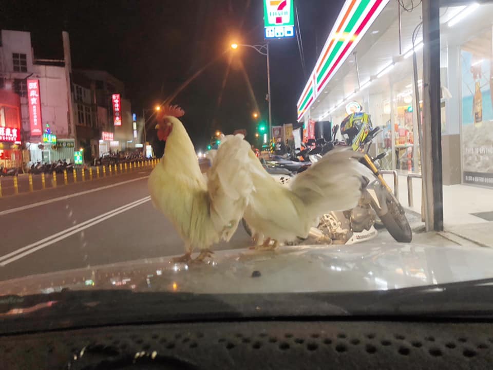 ▲▼ 網友買完東西發現車上站了兩隻雞           。（圖／翻攝自爆廢公社）