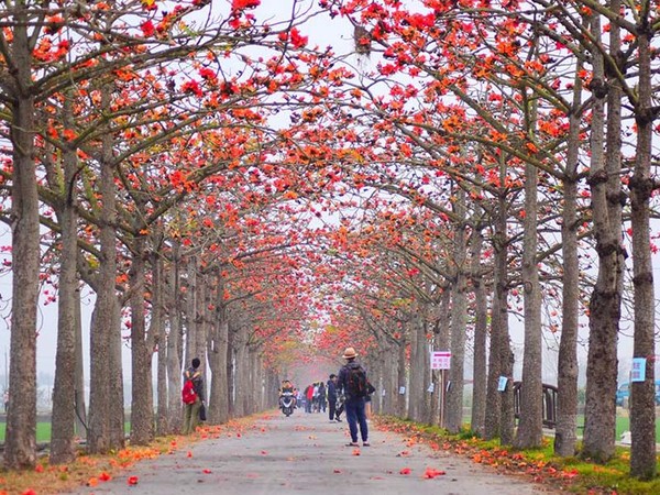 亞洲最美花海街道 林初埤木棉花道 提前火紅登場 Ettoday旅遊雲 Ettoday新聞雲