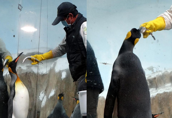  ▲▼啄保育員屁股催飯！國王企鵝看到冰魚鄙視轉身　挑食只愛它。（圖／台北市立動物園提供）