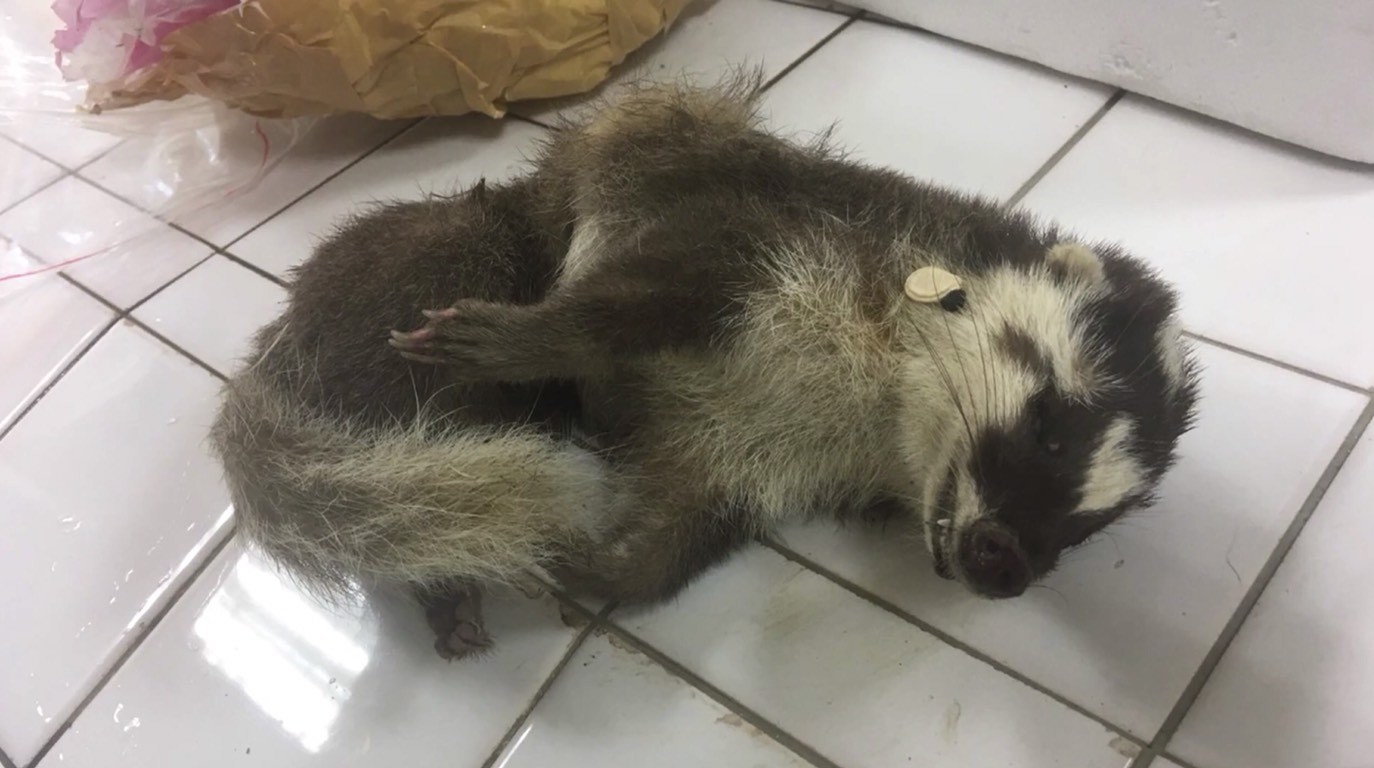 ▲民眾如被野生動物咬傷，請切遵守「記、沖、送、觀」4字訣，迅速就醫，治癒率高。（圖／記者王兆麟翻攝，下同）