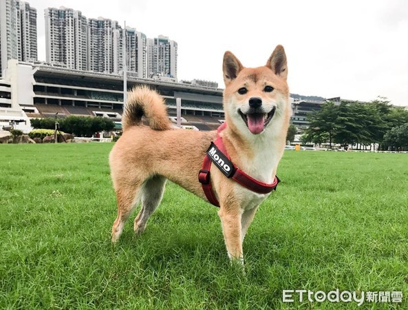 萌萌的大橘貓？一轉頭嚇壞網友！（圖／授權自Zero &amp; Mono the Shiba Sisters粉絲專頁。）