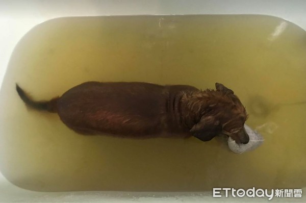 ▲呆萌臘腸站浴缸旁...光速搖尾「哭哭」催促：快點讓我洗澡！（圖／網友廖卉米提供，請勿隨意翻拍，以免侵權。）