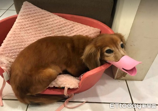 ▲呆萌臘腸站浴缸旁...光速搖尾「哭哭」催促：快點讓我洗澡！（圖／網友廖卉米提供，請勿隨意翻拍，以免侵權。）