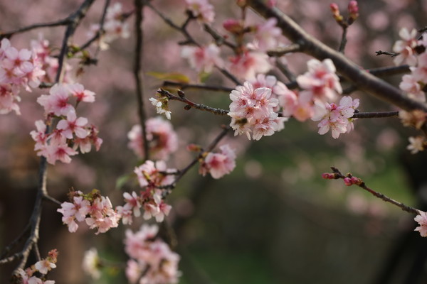 ▲櫻花盛開季！新竹公園櫻花開了　櫻花樹下野餐超浪漫。（圖／新竹市政府提供）