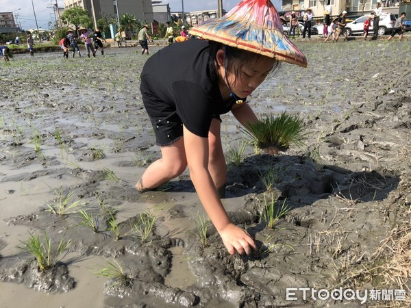 ▲▼羅東鎮農會的學童春耕體驗活動中，學生們拿著正條密植器協助整地、插秧，充分了解傳統米食與生活密不可分的關係，進而懂得知福惜福。（圖／記者游芳男翻攝，下同）