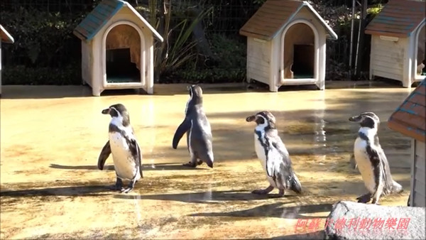 ▲日本九州阿蘇卡德利動物樂園企鵝餵食體驗。（圖／北海道妞遊日本提供）