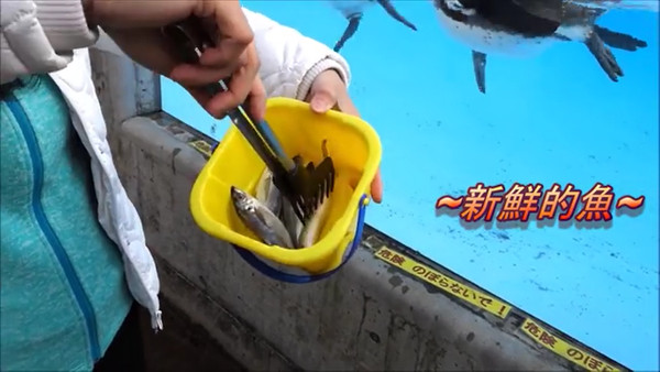 ▲日本九州阿蘇卡德利動物樂園企鵝餵食體驗。（圖／北海道妞遊日本提供）