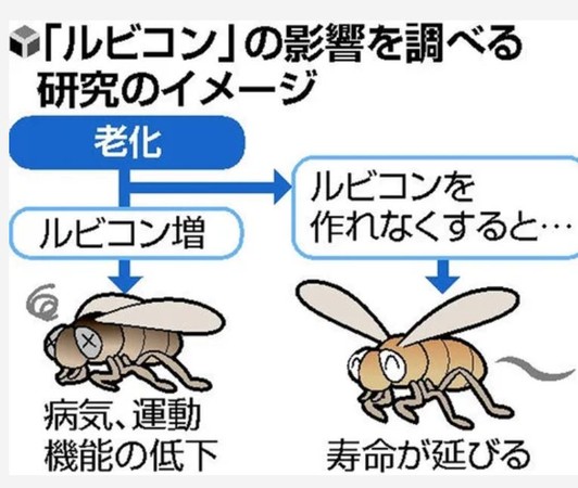 ▲研究發現，抑制果蠅身上的Rubicon蛋白質活動後，「自噬作用」就會被啟動，使壽命平均延長約20%。(圖／翻攝自網路)