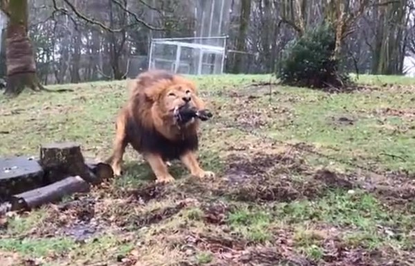 ▲達特摩爾動物園推出「人獸大戰」，讓孩子跟獅子拔河！(圖／翻攝自臉書)