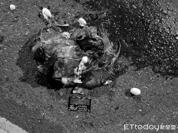 ▲抱卵母斑龜遭路殺殼全碎裂　血肉中「剩一顆蛋」成最後希望。（圖／嘉義大學兩棲爬蟲研究社）
