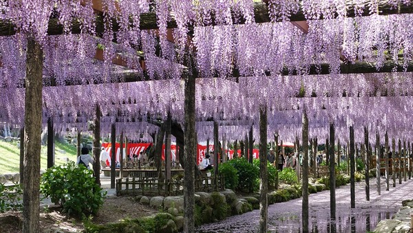 ▲日本紫藤花季、立山黑部▼             。（圖／七逗旅遊網提供）