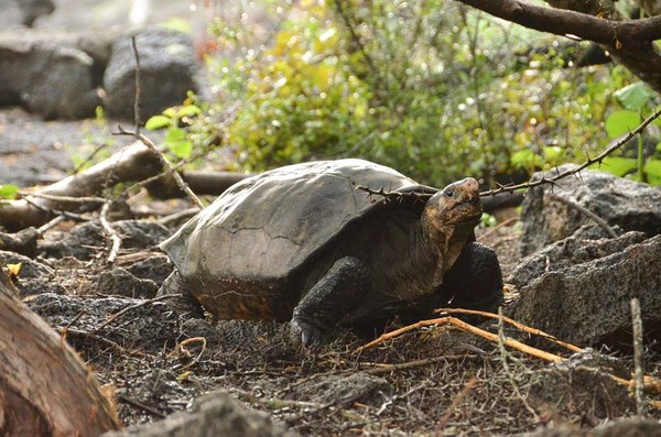 ▲▼厄瓜多費爾南迪納島發現疑似絕種的巨龜，上次發現已經是112年前。（圖／翻攝自Facebook／GalapagosConservancy）