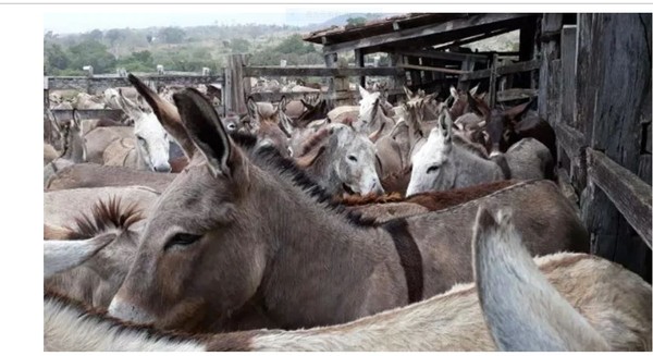 ▲在巴西農場裡等待著被宰的驢群。(圖／翻攝自Frente Nacional de Defesa dos Jumentos官網)