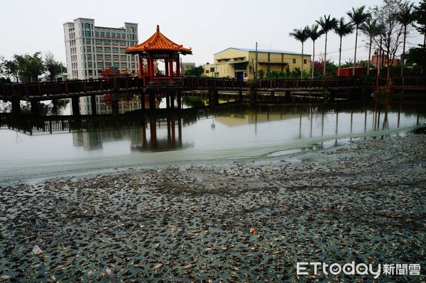 ▲茄苳溪大溪段堆積大批死魚死蝦。（圖／網友提供）