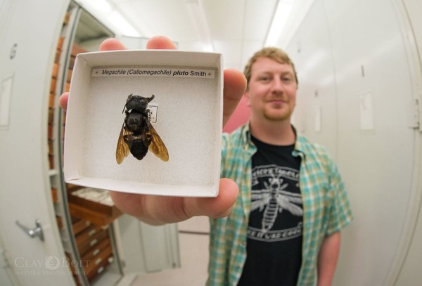 ▲▼華萊士巨型蜜蜂,Wallace`s giant bee，學名：Megachile pluto。（圖／翻攝自twitter／Clay Bolt）