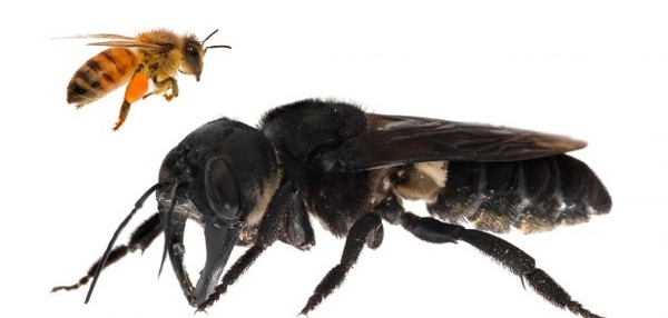 ▲▼華萊士巨型蜜蜂。（圖／翻攝自global wild life官網）