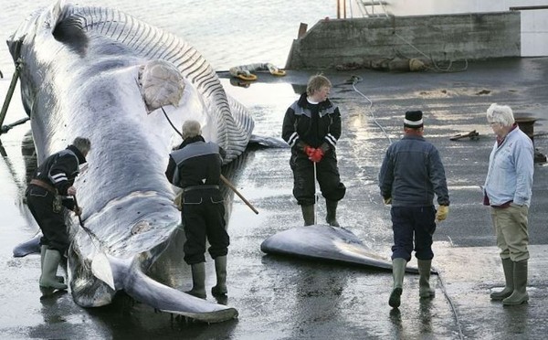 ▲▼冰島捕鯨。（圖／翻攝自Twitter／@ActionforEarth）