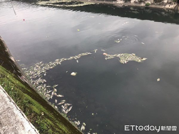 ▲▼宜蘭礁溪鄉瓦窯橋（下埔排水）附近於22日起陸續有魚群死亡，共約300條死魚，宜蘭環保局現場稽查，水質酸鹼質正常，初判是水中溶氧過低所致。（圖／記者游芳男翻攝，下同）