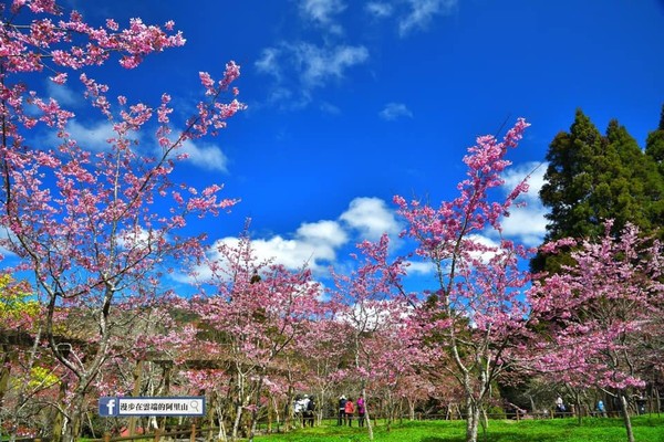 ▲阿里山櫻花。（圖／《漫步在雲端的阿里山》提供。）