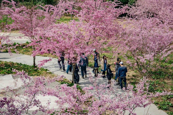 ▲福壽山農場櫻花。（圖／福壽山農場粉絲團提供。）