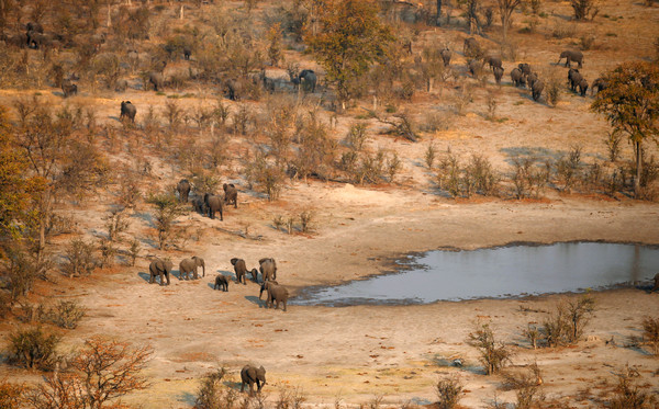 ▲▼非洲波札那象群的水源地正在減少。（圖／路透）