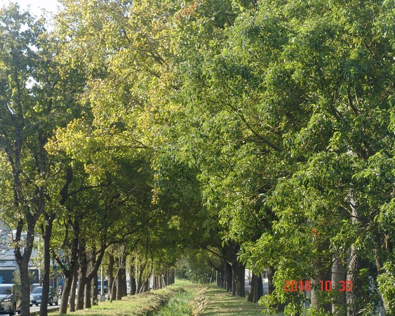 ▲竹北最美綠色公路　楓香樹上賞「月神之蛾」。（圖／公路總局提供）