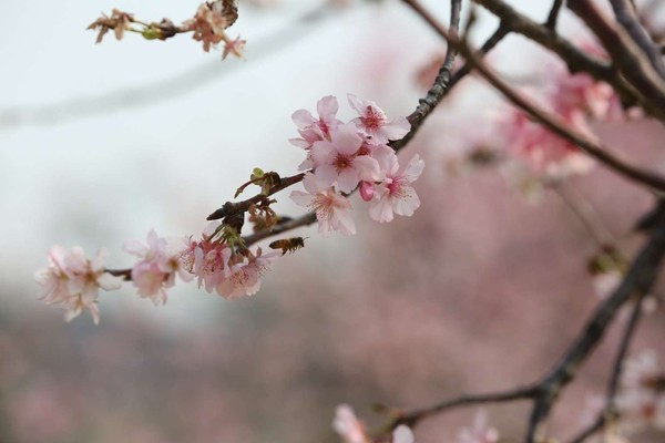 ▲櫻花樹下野餐好浪漫　日本TBS《發現不可思議的世界》來台拍攝。（圖／新竹市政府提供）