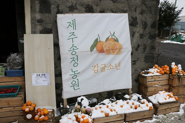 ▲濟州島採橘子。（圖／太咪提供）