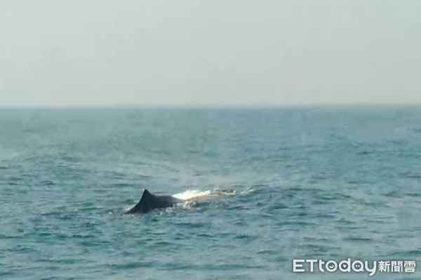 ▲抹香鯨出現東港小琉球海域　海巡出艇戒護揪感心▼             。（圖／記者陳崑福翻攝）