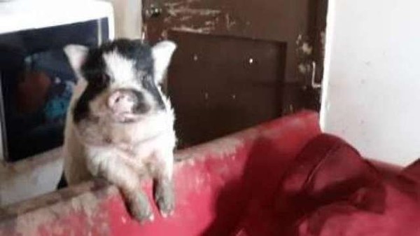 （圖／翻攝自Facebook／Houston Mini Pig Rescue）