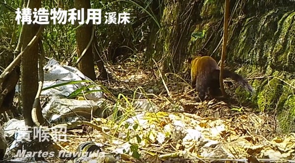 ▲可愛黃喉貂沿溪流跑跳！花蓮大農大富生態廊錄到「豐富影像」。（圖／林務局花蓮林區管理處提供）